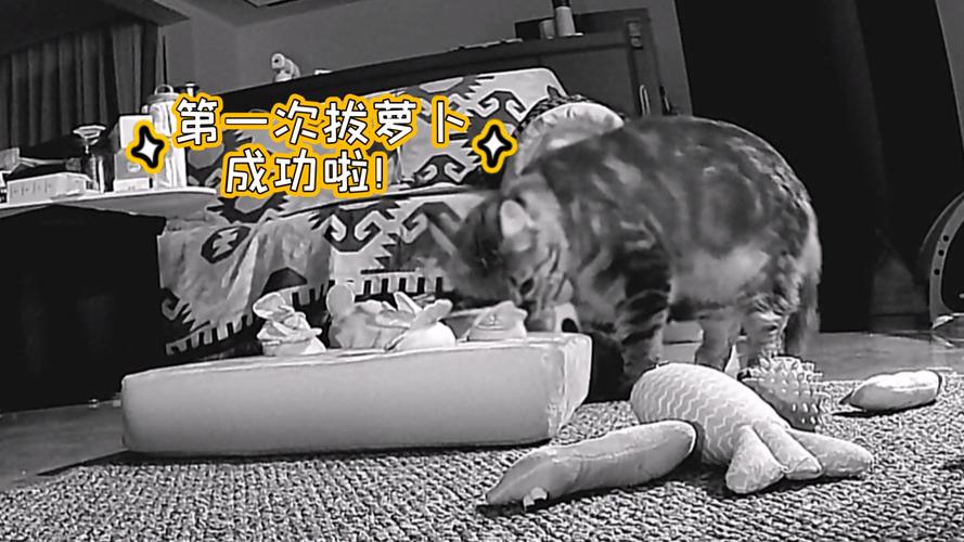 二人世界拔萝卜生猴子用黄瓜