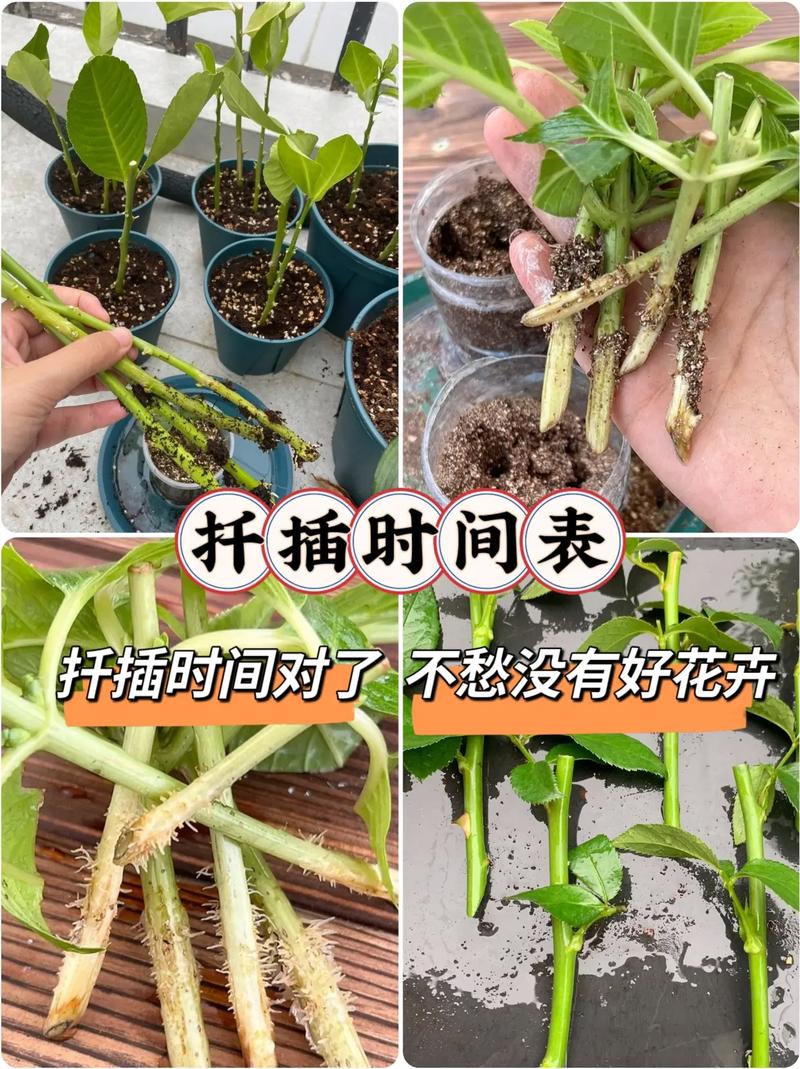 床上植物扦插72种实用技巧